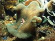 Corail en aquarium Corail en aquarium