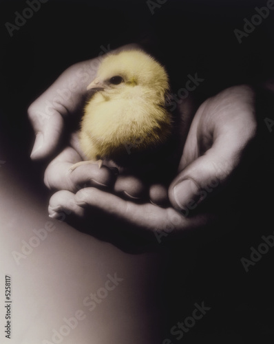 Two Hands Holding Chick © moodboard #5258117. Two Hands Holding Chick
