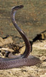 Snake-Pakastani cobra Snake-Pakastani cobra