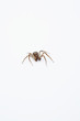 Photo: Spider Spider