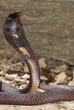 Pakastani cobra in attack position Pakastani cobra in attack position
