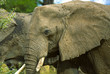 Head African Elephant