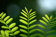 Foto: plants4 plants4