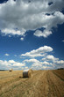 summer landscape