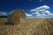 Summer landscape