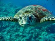 Caretta Schildkröte
