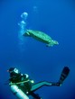 Caretta Schildkröte mit Taucher