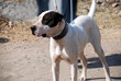Fighting Dog