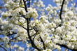 Apfelblüte