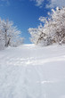 winter in forest