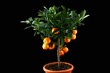 Orange tree on black