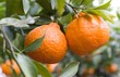 Tangerine fruits and leaves