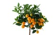Orange tree on white