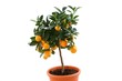 Tangerine tree on white