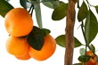 Orange tree on white