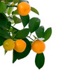 Tangerine branch with ripe fruits