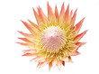 Foto: King Protea King Protea