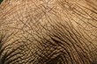 Elephant Skin 1