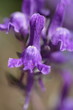 linaire alpine - linaria alpina