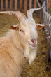 bouc