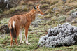 Loup d'Abyssinie