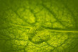 Water drop on a leaf Water drop on a leaf