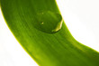 Water drop on a leaf Water drop on a leaf