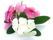 pervenches blanches et roses pervenches blanches et roses