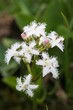 tréfle d'eau - menyanthes trifoliata