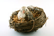 Bird Nest Ornament