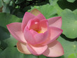 nénuphar