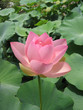 nénuphar