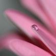 goutte
