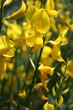 genet - genista 