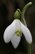 perce-neige - galanthus nivalis