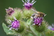 bardane et mouche