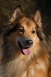 Chien