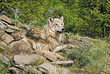 Gray wolves Gray wolves