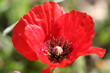 pavot coquelicot