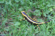 salamandre - Salamandra salamandra fastuosa