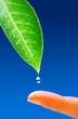 TThe natural world. Green leaf with fresh water drops