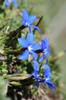gentiane printanière - gentiana verna