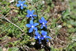 gentiane printanière - gentiana verna