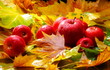 Harvest. Autumn still life with red apples and leaves