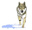 lupo