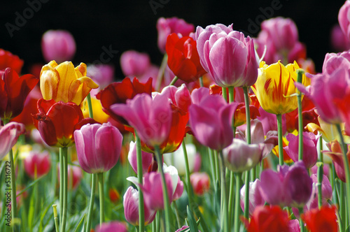 Tulpen 8