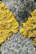 Common Yellow Lichen on Tree Bark
