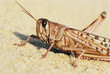 Desert Locust. close up