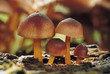 Four mushrooms, close up