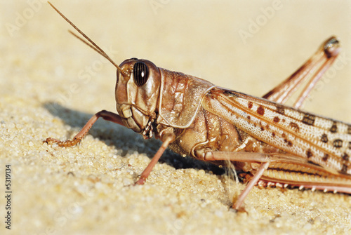 Photo: Desert Locust. close up Desert Locust. close up